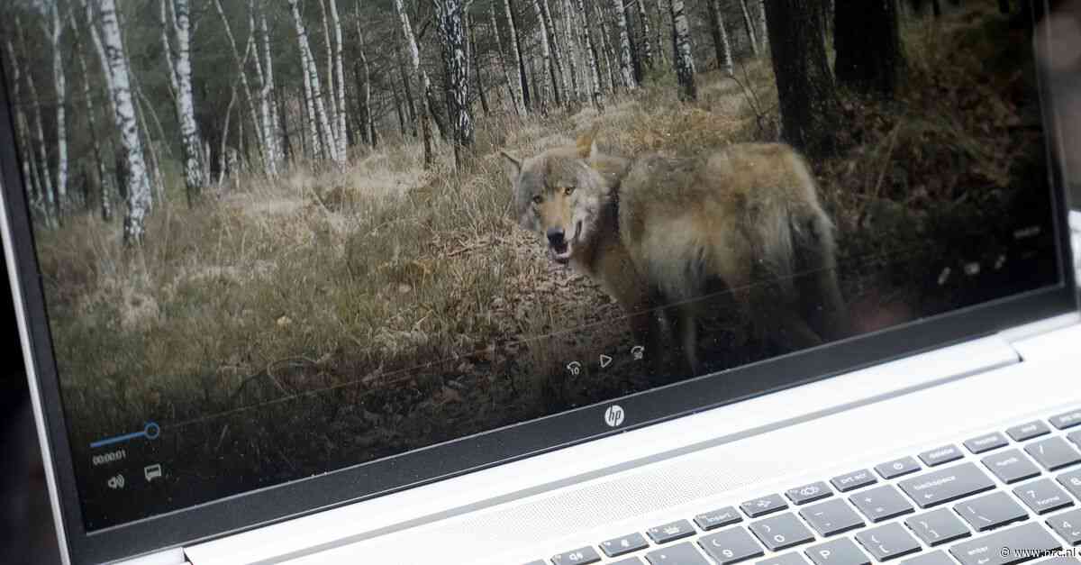Ter dood veroordeelde ‘probleemwolf’ van de Hoge Veluwe wordt (voorlopig) toch nog niet gedood