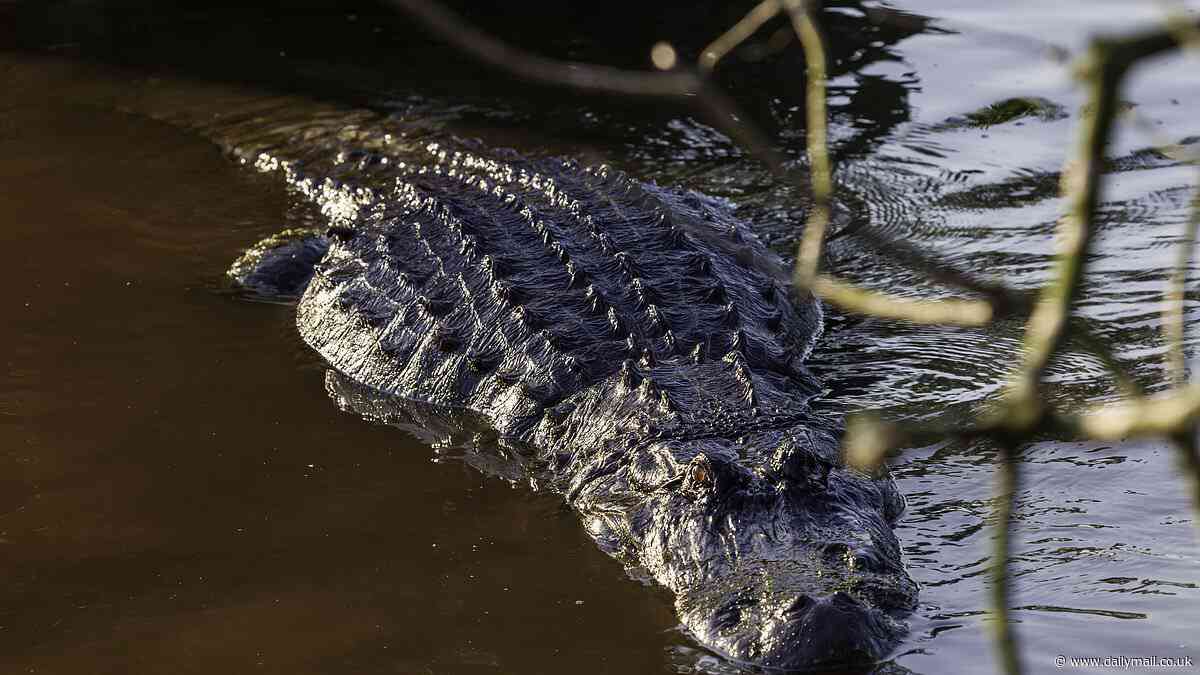 Florida scientists work out what's behind 96% of alligator attacks on humans