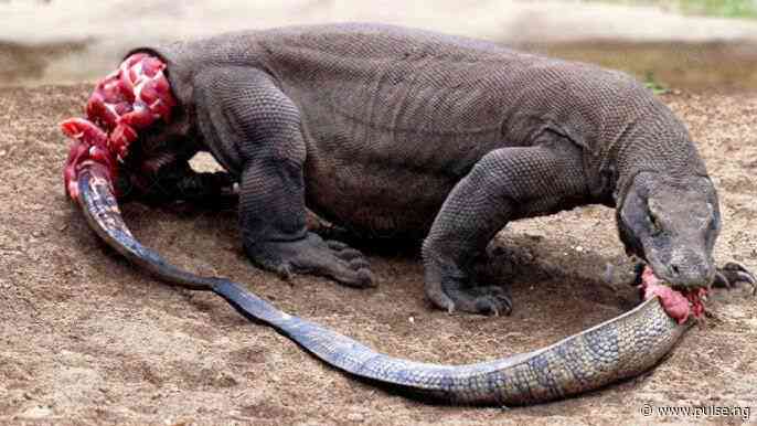 10 animals that eat their own kind