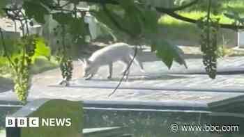 Joy as rare white fox clubs seen playing in cemetery