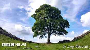 How a park ranger alerted the world to Sycamore Gap tree's fate