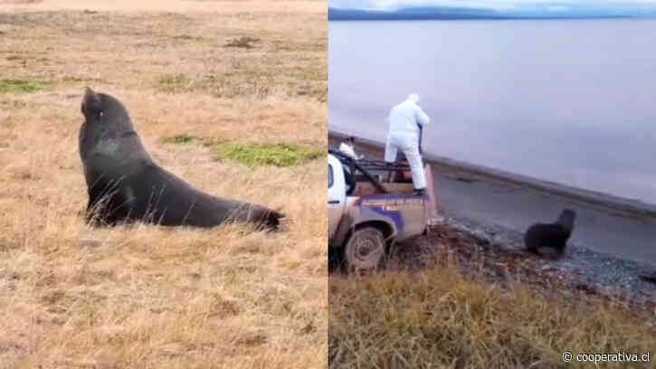 Lobo marino aparece a 50 kilómetros del océano en pleno Parque Torres del Paine