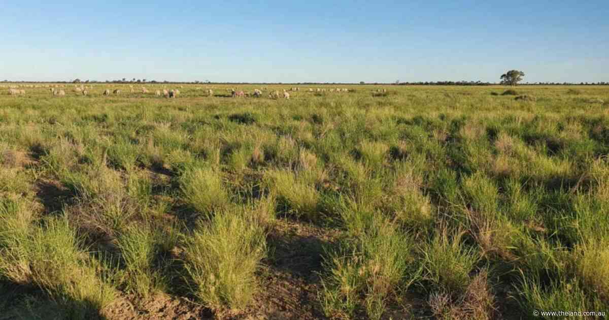 Well-grassed grazing opportunity running sheep, cattle and harvesting goats