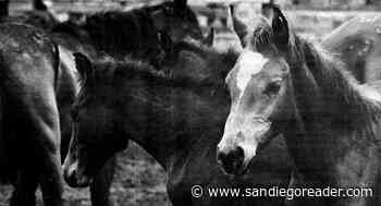 The wild horses of Coyote Creek