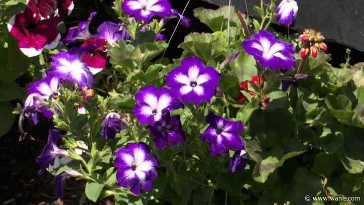 Safe to plant this weekend after some patchy frost