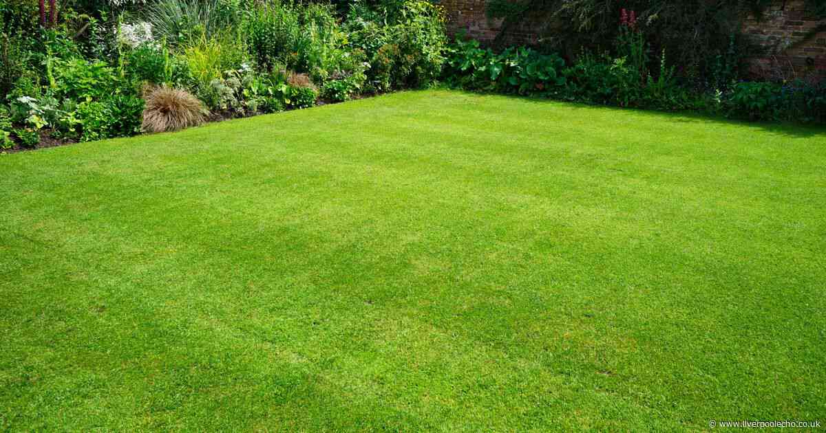 Gardeners told to do one task this month for thick and healthy summer grass