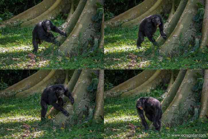 Chimpanzees drum with regular rhythm when they beat on tree trunks, a form of ancient communication