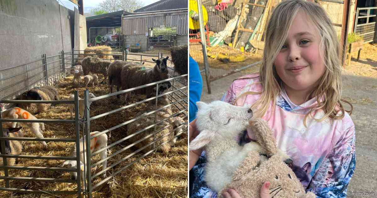More than 70 people now infected with parasite after visiting petting zoo