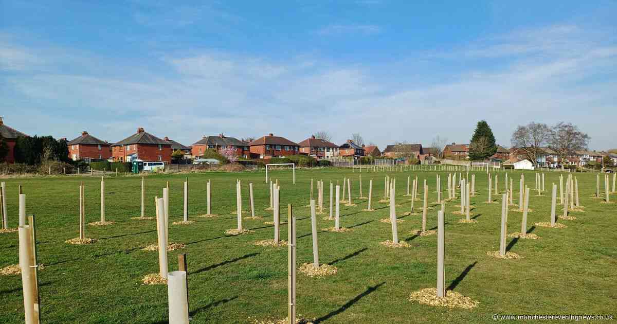 150 newly planted trees ‘deliberately pulled up’ in ‘senseless act’