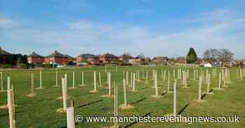 150 newly planted trees ‘deliberately pulled up’ in ‘senseless act’