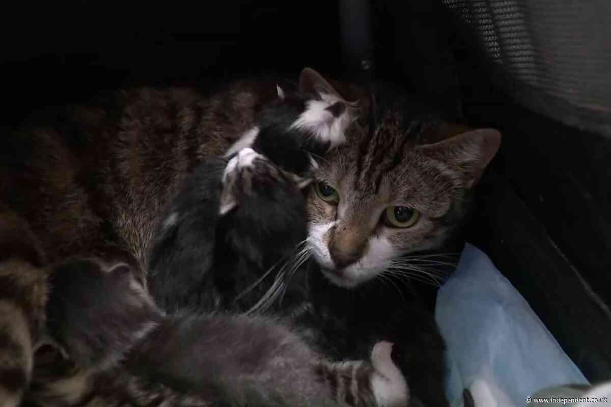 New York resident charged after 69 live cats and 24 dead ones are found in his home