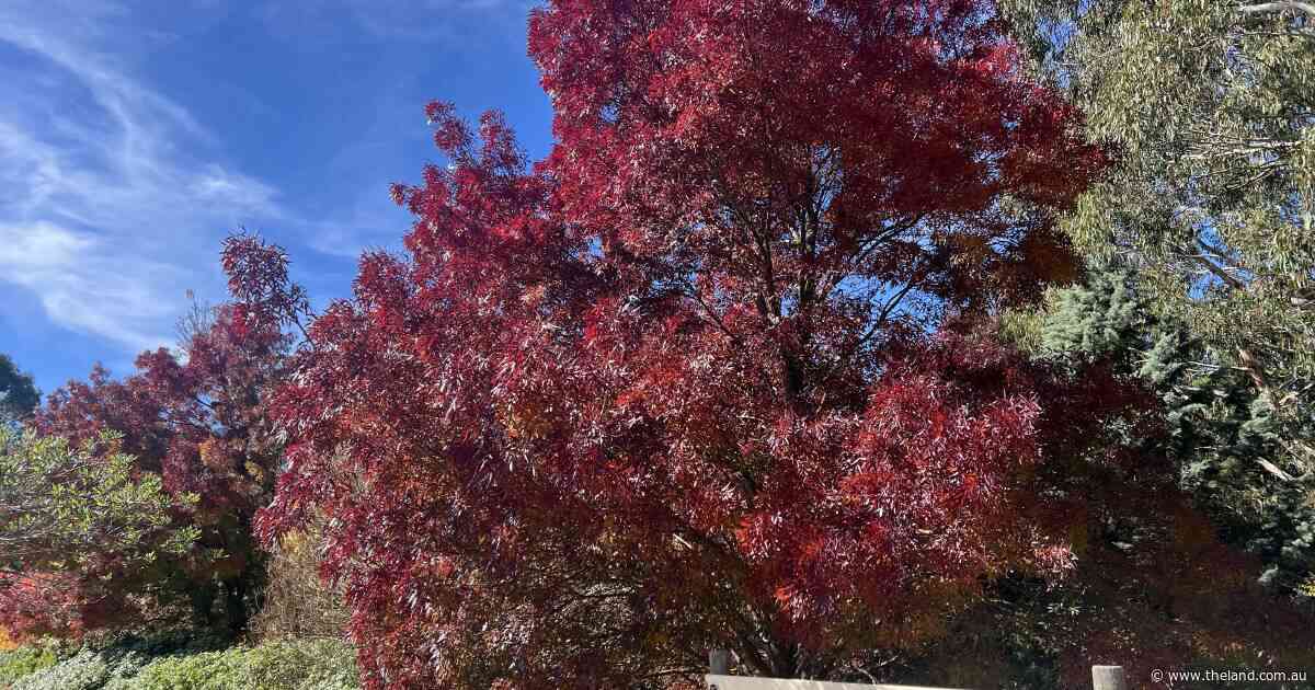 Autumn colours redeemed by rainfall on the Tablelands | In Fiona's Garden