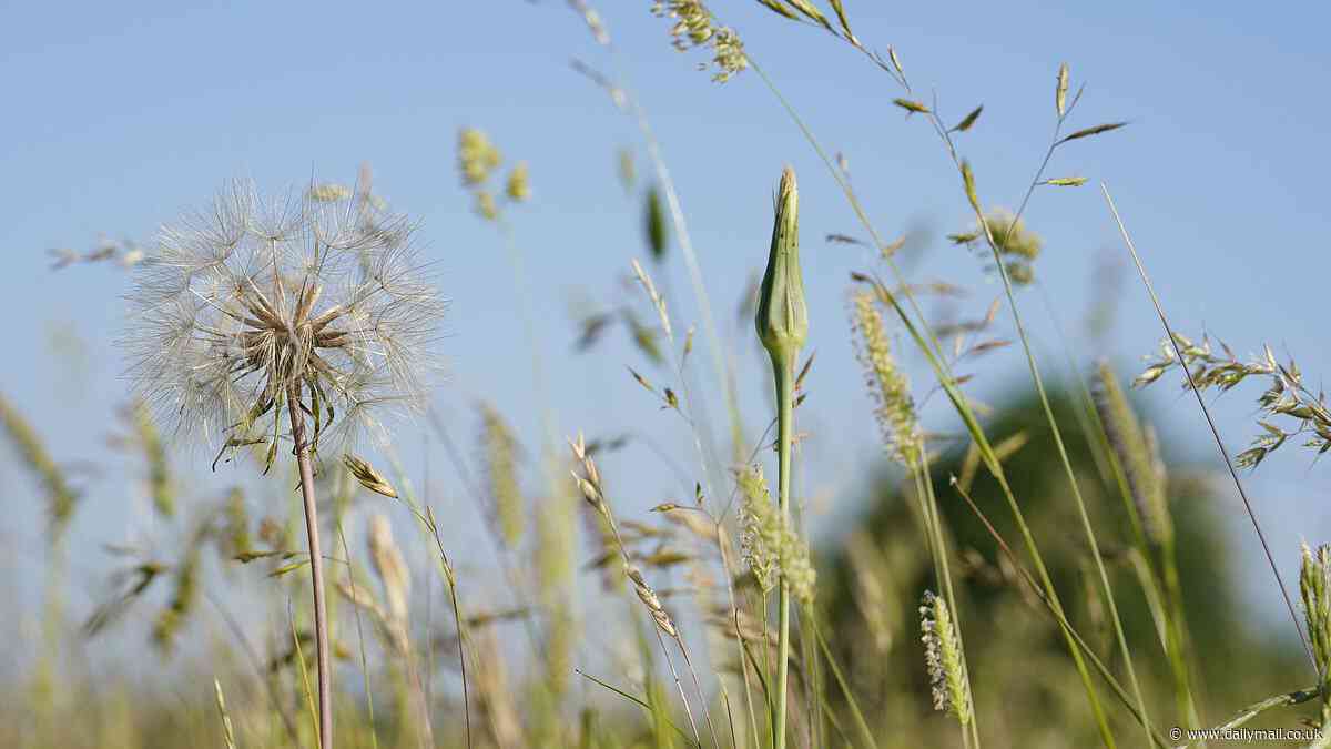 Urgent warning over popular hay fever remedy that's causing patients to go BLIND