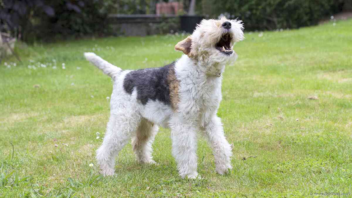 What's your pet saying? AI could help translate animal sounds into words