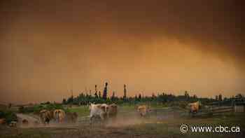 B.C. farmers asked to register animal locations ahead of fire season