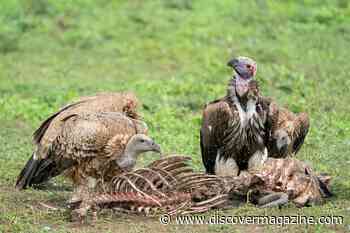 Vulture Extinction Could Unleash Deadly Diseases on Wildlife and Humans
