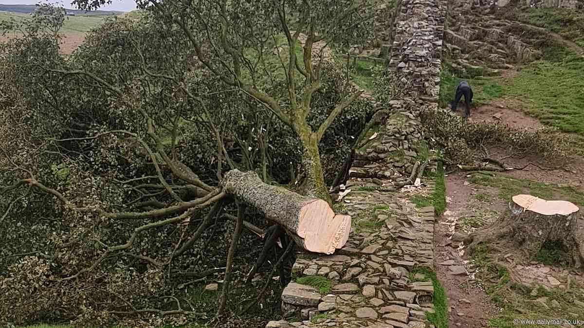 Revealed, secrets that drove once-inseparable 'odd couple' to chop down iconic Sycamore Gap