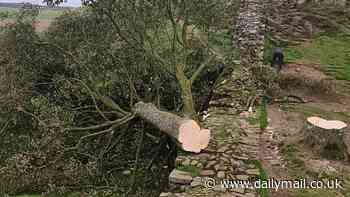 Revealed, secrets that drove once-inseparable 'odd couple' to chop down iconic Sycamore Gap