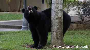 Gruesome discovery in case of elderly man and his dog brutally killed in Florida bear attack