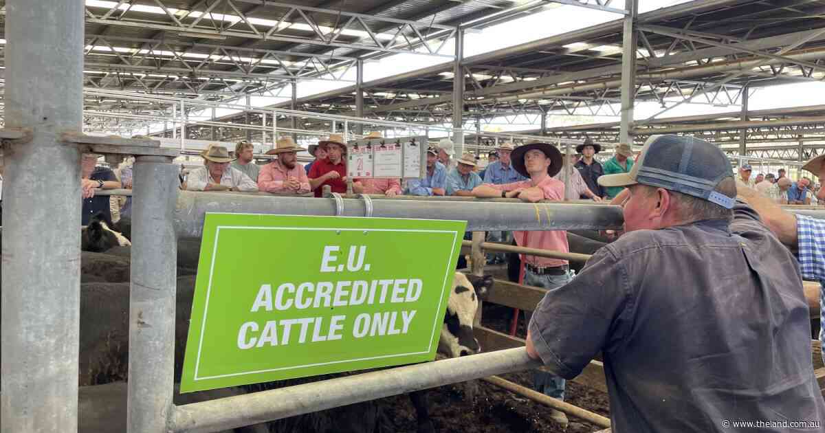 Europe potential called out for beef as the dust settles on Trump tariffs