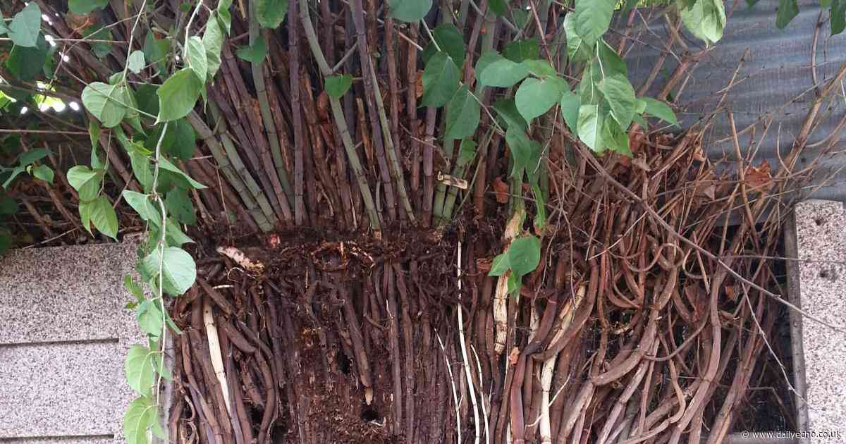 Southampton revealed to be affected worst by Japanese knotweed in Hampshire