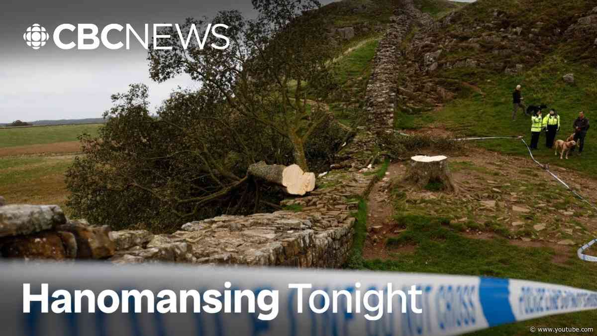 2 men guilty of cutting down world-famous tree at Hadrian's Wall | Hanomansing Tonight