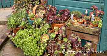 The succulents are looking good including a fierce-looking specimen