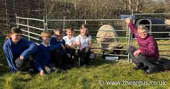 Sussex primary schools host lambs as part of popular scheme