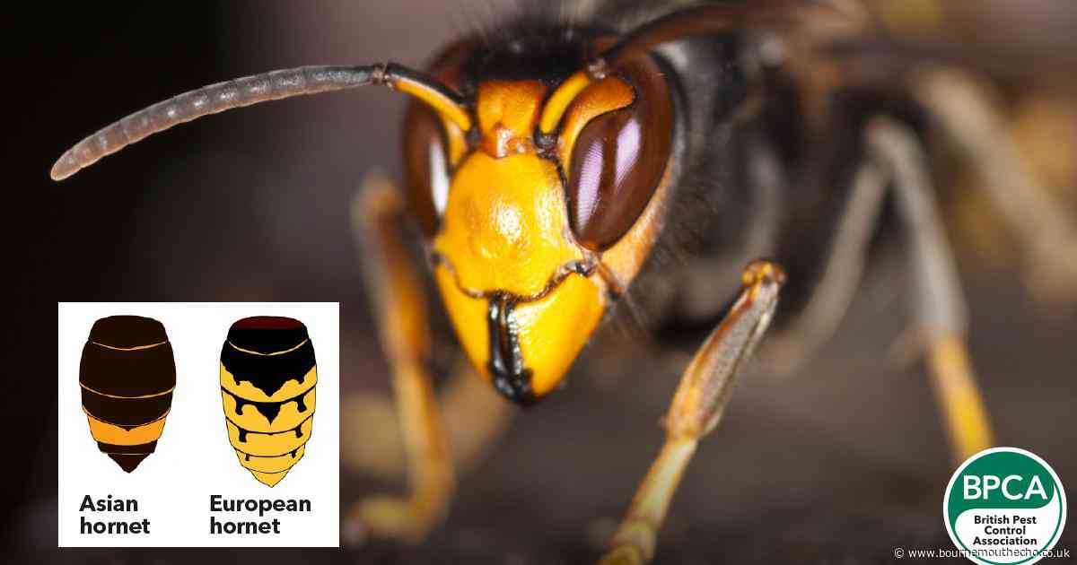 Warning to South West residents to report invasive insects