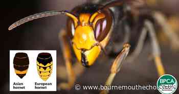 Warning to South West residents to report invasive insects