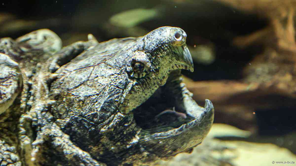 Enorme Beißkraft: Kanalarbeiter entdecken gefährliche Riesenschildkröte