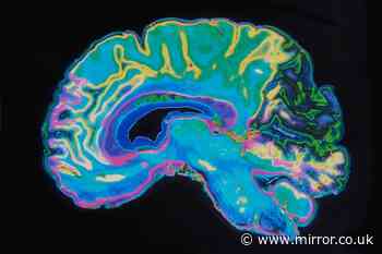 'Cheap' weekly activity 'slows down' brain ageing and may cut dementia risk