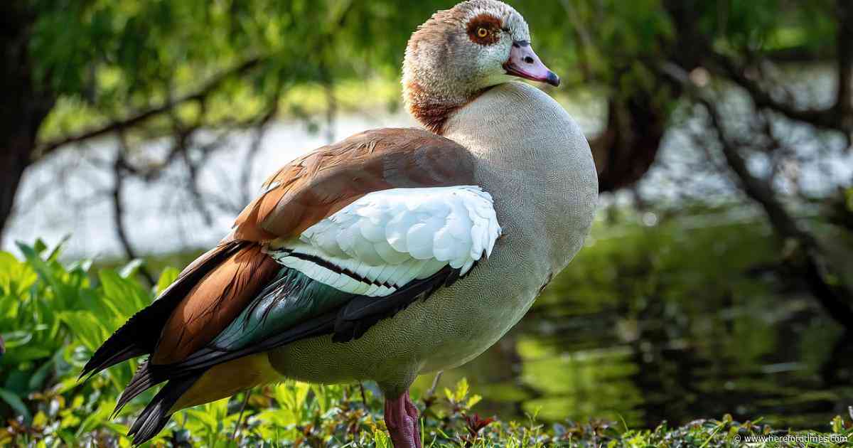 'Invasive' and rarely seen bird that should not be here spotted
