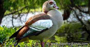 'Invasive' and rarely seen bird that should not be here spotted