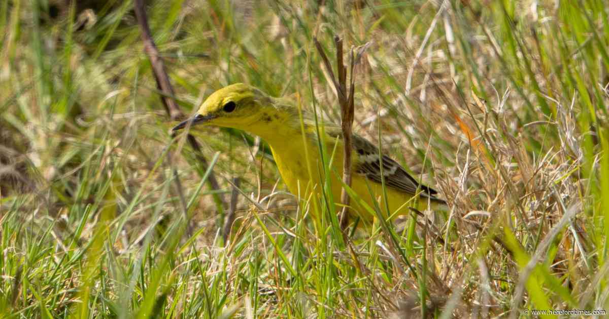 Rare bird spotted at nature reserve in UK