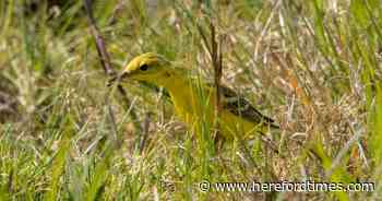 Rare bird spotted at nature reserve in UK
