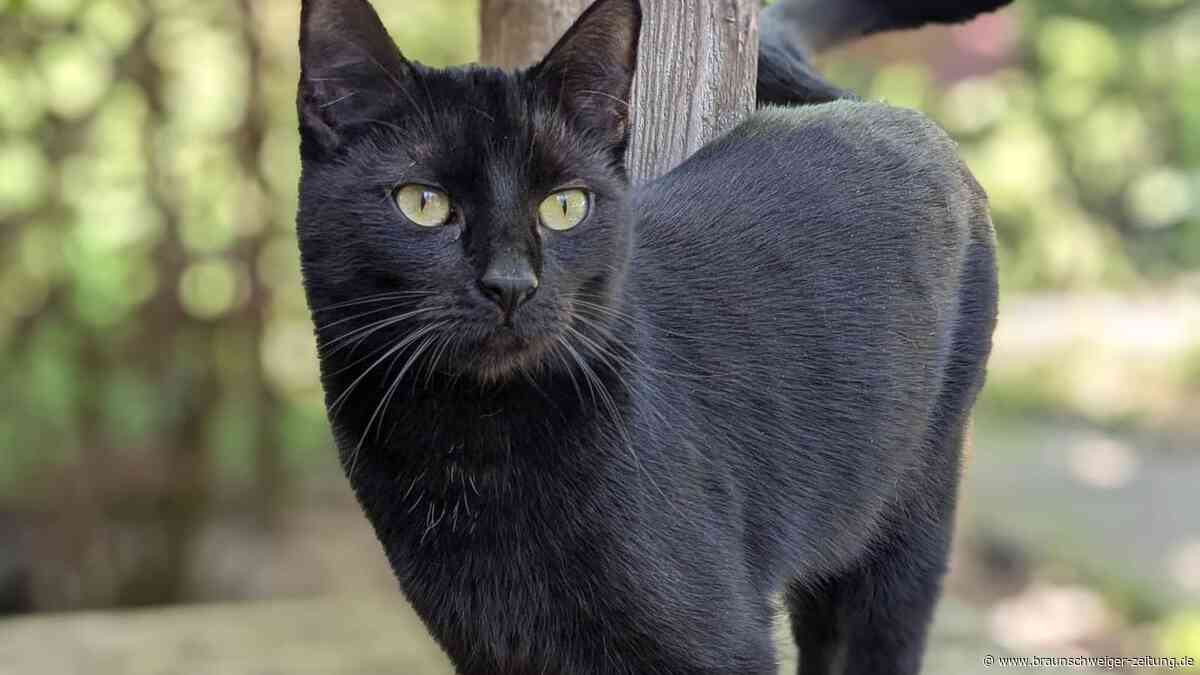 Gifhorner Katze Lilly ist noch verspielt wie ein Kitten
