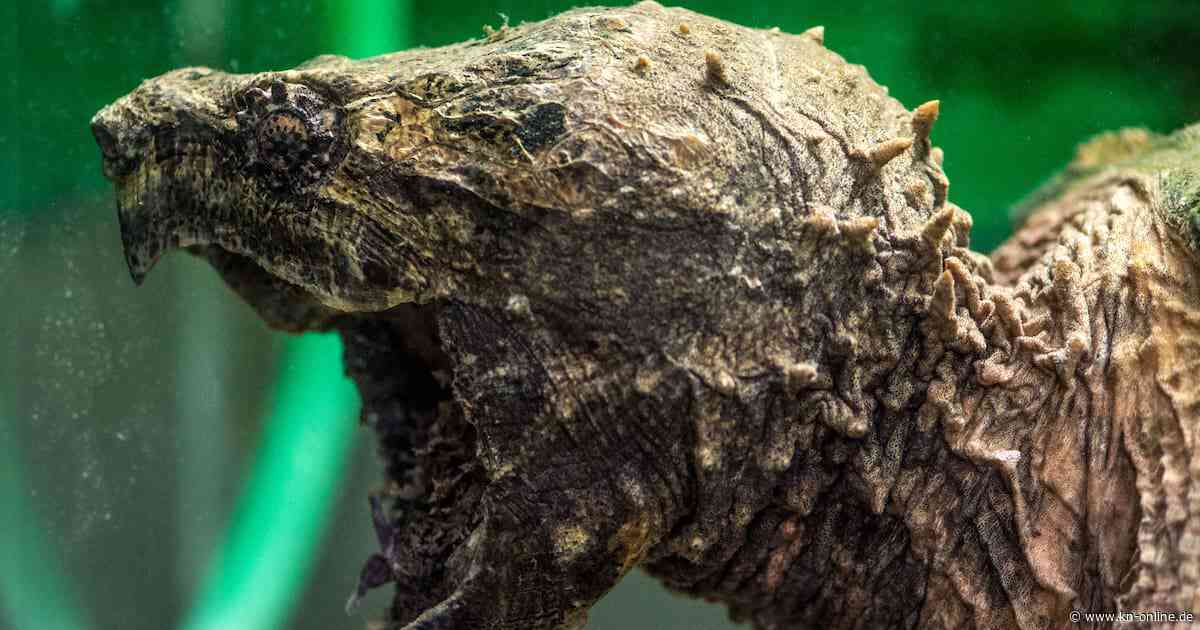 Riesige Geierschildkröte bei Kanalarbeiten entdeckt