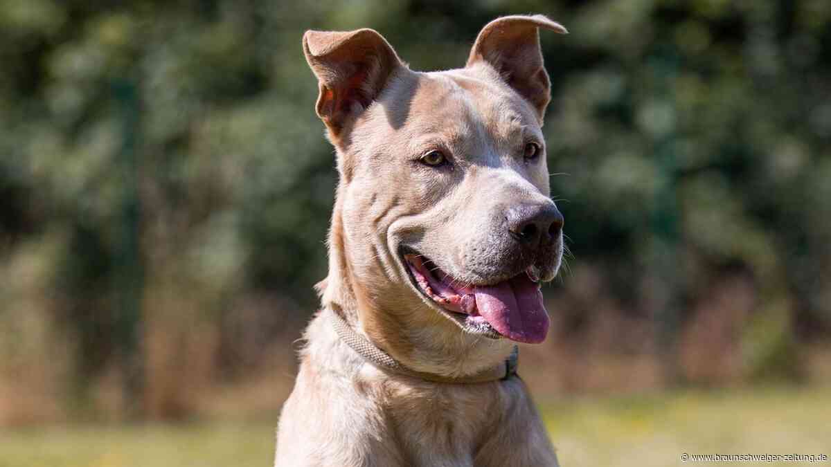 Verlassen und bitter enttäuscht: Braunschweiger Hund hat viel erlebt
