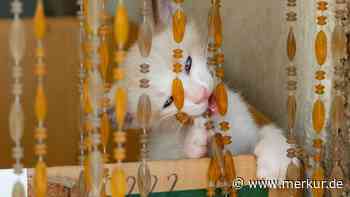 Wenn Katzen Ungewöhnliches fressen: Das Pica-Syndrom erklärt