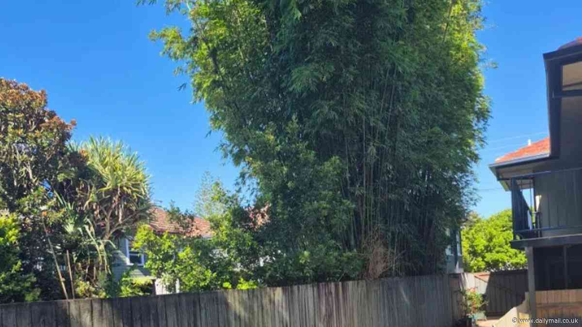 My neighbour's bamboo is costing me thousands... but he doesn't care - here's why