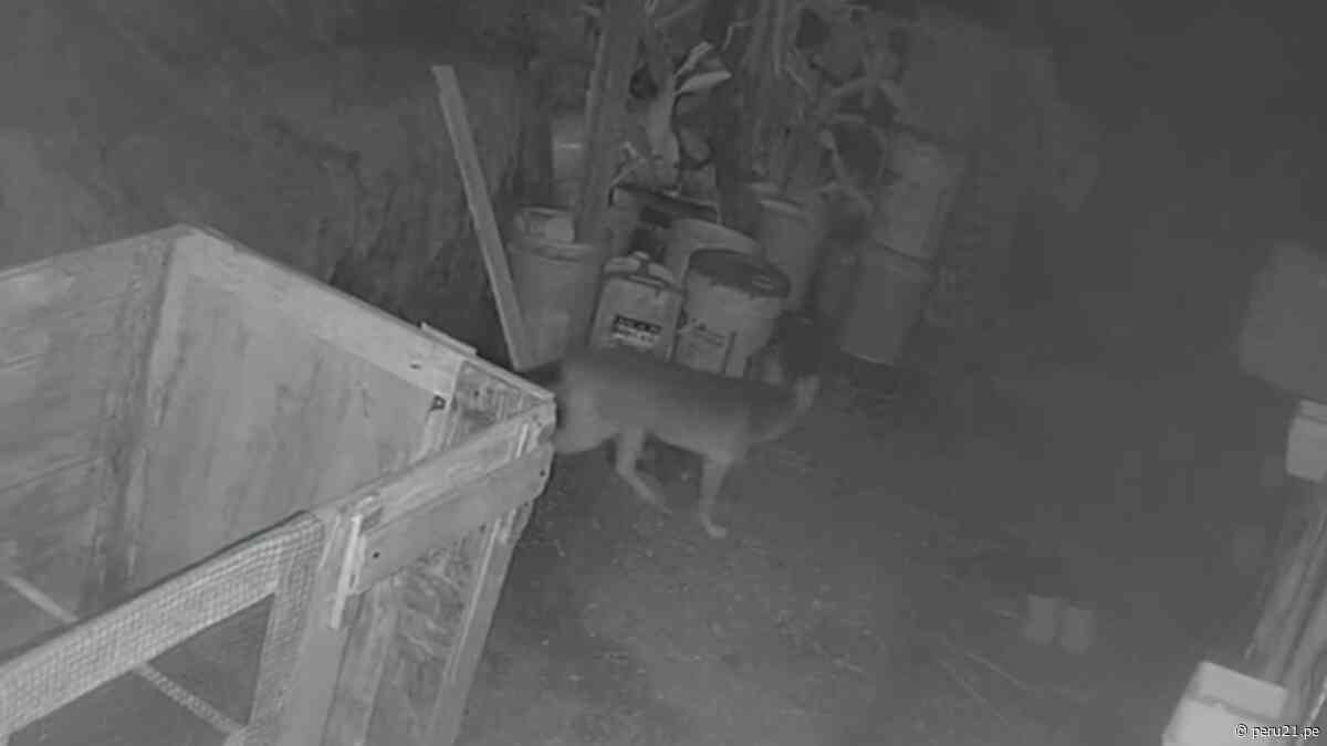 ¿Un nuevo ‘Run Run’? Zorro andino roba gallinas y atemoriza a vecinos de Ate (VIDEO)