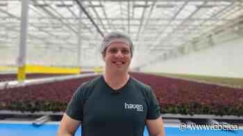 This lettuce is grown with AI. Some believe it's the future of Canadian produce