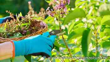 Flieder-Rückschnitt zu falscher Zeit lässt nächste Blüte ausfallen