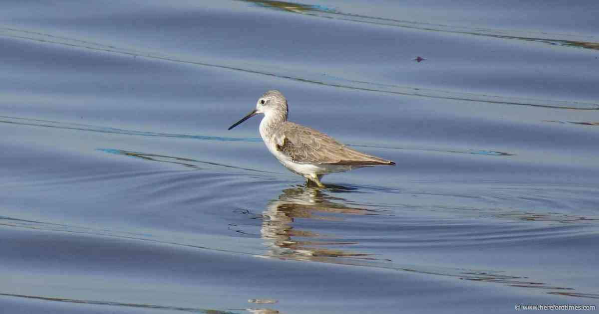 Rare sighting of wading bird at gravel pit