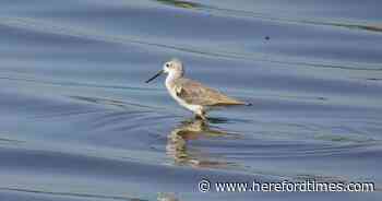 Rare sighting of wading bird at gravel pit