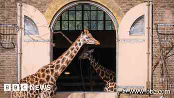Back in time with a recreation of London Zoo, 1904