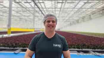 This lettuce is grown with AI. Some believe it's the future of Canadian produce