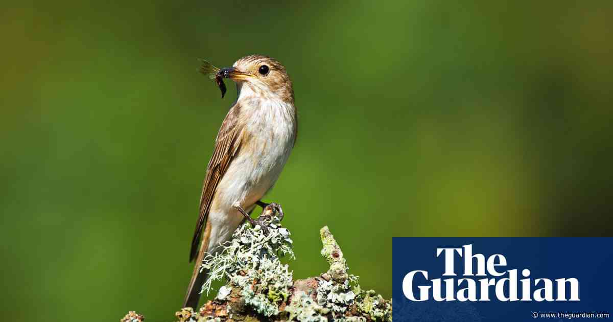 Country diary: A masterclass in biding your time | Ed Douglas