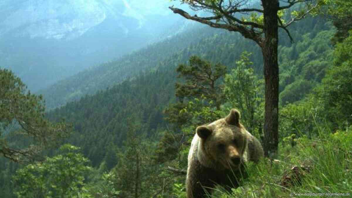 Bär reißt Schafe in Tirol – und nähert sich der bayerischen Grenze